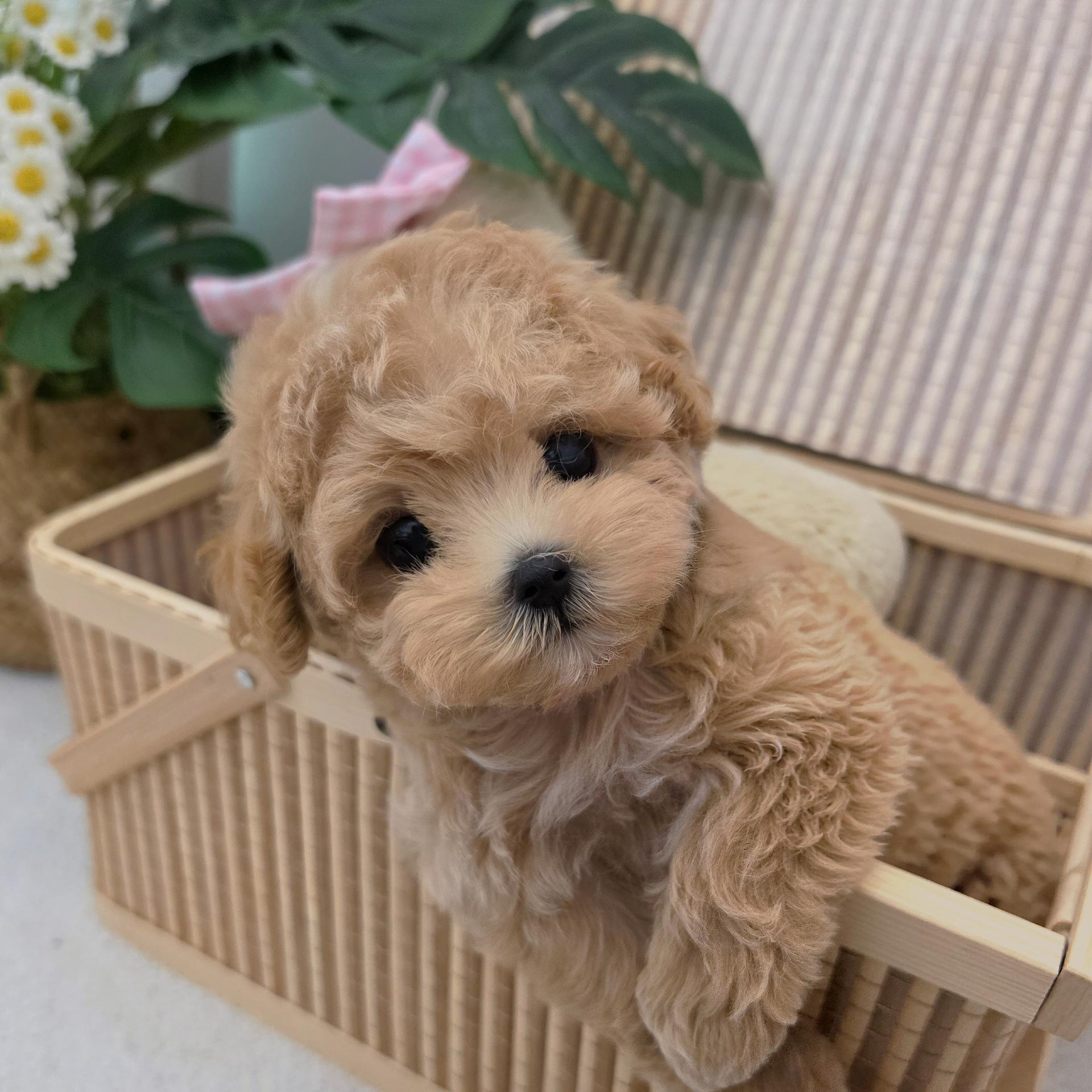 말티푸 강아지 사진